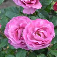 Роза чайно-гибридная Блю парфум