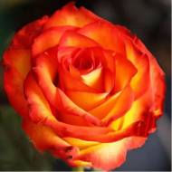 Роза чайно-гибридная Высший Свет