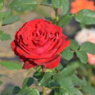 Роза чайно-гибридная Ботеро