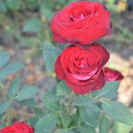 Роза чайно-гибридная Госпель