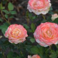 Роза чайно-гибридная Дует