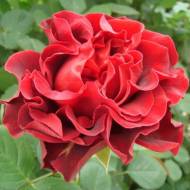 Роза чайно-гибридная Эль торо