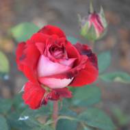 Роза чайно-гибридная Люксор