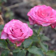 Роза чайно-гибридная Парадиз