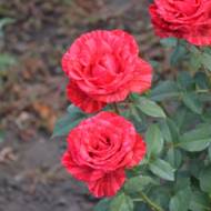 Роза чайно-гибридная Ред Интуишин