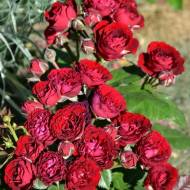 Роза спрей Ред сенсейшн