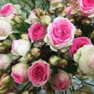 Роза спрей Мими Эден