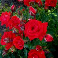 Роза спрей Ред Макарена