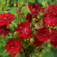 Троянда грунтопокривна Ред каскад