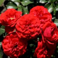 Роза спрей Кордула