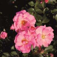 Роза полиантовая Мирато