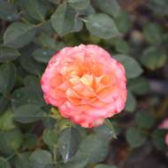 Роза парковая Вестерленд