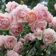 Роза английская Уильямс Морис