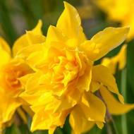 Нарцисс Дамбл Кампарнел (10+)