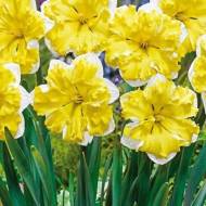 Нарцисс Banana splash