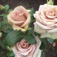 Троянда чайно-гібридна Амнезія