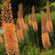 Эремурус Cleopatra