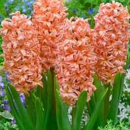 Гіацинт Gipsy Queen