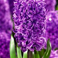 Гіацинт Purple Sensation