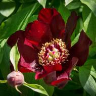 Півонія Itoh Lafayette Escadrille в контейнері