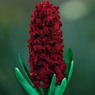 Гіацинт Woodstock