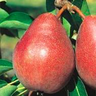 Саженец Груша колонновидная Кармен