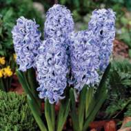 Гиацинт Sky Jacket