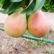 Саджанець Груша Сілк Кінг