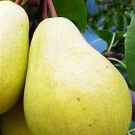 Саджанець Груша Крупноплідна