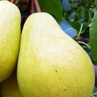 Саджанець Груша Крупноплідна