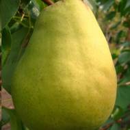 Саженец Груша Крупноплодная
