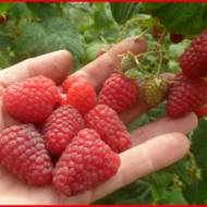 Саджанець Ремонтантна малина ЗЮГАНА