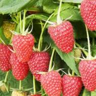 Саджанець Ремонтантна малина Атлант (Малинове дерево)