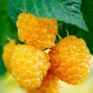 Саджанець Малина Голден Квін