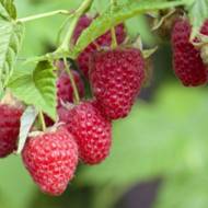 Саджанець Малина Полка