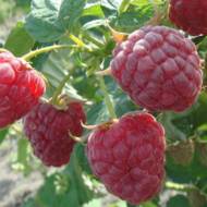 Саджанець Ремонтантна малина Брусилівська