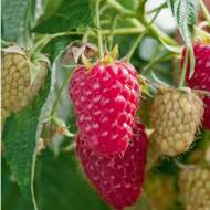 Саджанець Ремонтантна малина Марастар