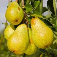 Саджанець Груша Легенда Карпат