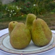 Саженец Груша Легенда Карпат