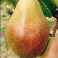 Саженец Груша Мария в контейнере