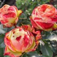 Роза английская Вулканика (кустовая)