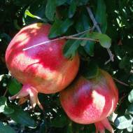 Саджанець Гранат Гюлоша рожева в контейнері