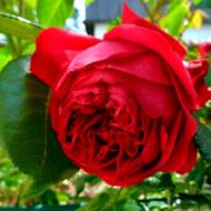 Троянда плетиста Ерік Таберлі (плетиста)