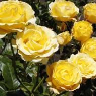 Троянда плетиста Казино