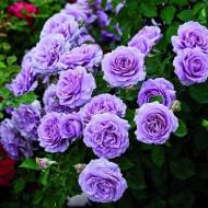 Троянда плетиста Блю мун