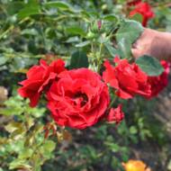 Троянда плетиста Амадеус