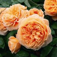 Троянда плетиста Полька