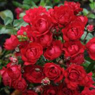 Троянда ґрунтопокривна Хеллоу