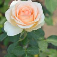 Троянда чайно-гібридна Версілія