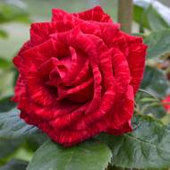 Троянда чайно-гібридна Ред Інтуїшн